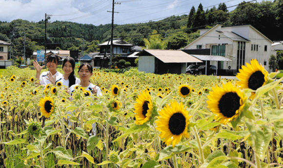 見頃を迎えたヒマワリ畑＝瑞浪市明世町月吉で