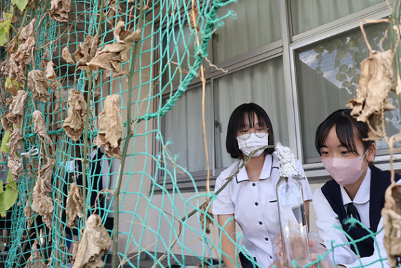 ヘチマから水を採る生徒ら＝岡崎市大西町の光ケ丘女子高で