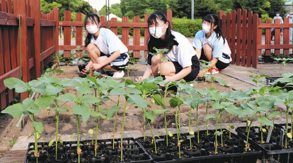 ヒマワリの苗を花壇に植える生徒ら=安城市赤松町のデンパークで