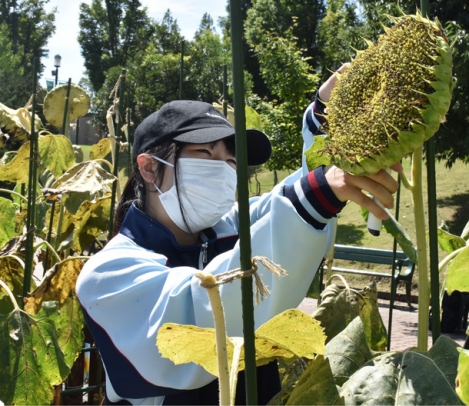 ヒマワリの種を収穫する生徒＝安城市赤松町のデンパークで