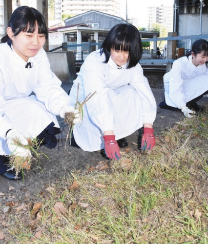 名鉄男川駅の近くを掃除する光ケ丘女子高の生徒たち=岡崎市大西町の名鉄男川駅で