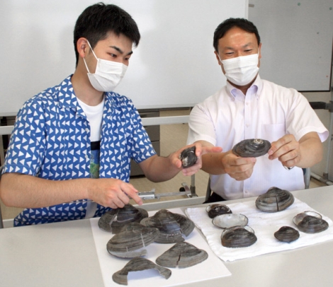 ヤハズヌマガイの貝殻の大きさを測る川瀬基弘准教授(右)と横井敦史さん=名古屋市瑞穂区の愛知みずほ大で