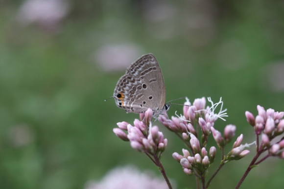 岐阜大で発見されたクロマダラソテツシジミ＝岐阜市で