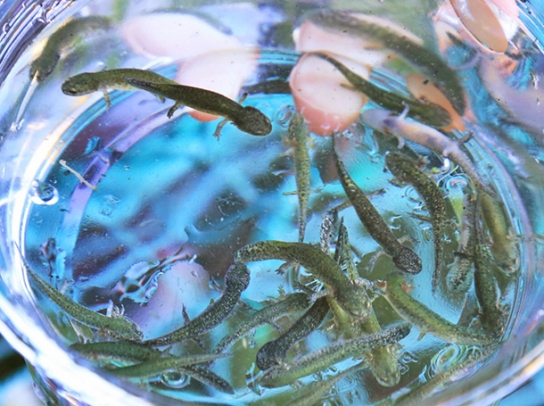 ヤマトサンショウウオの幼生