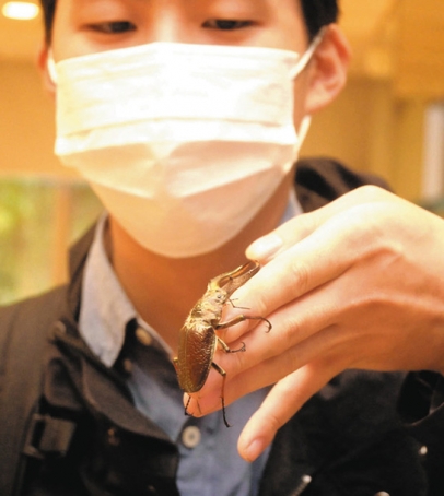 フェイスタメルシワバネクワガタを手にするＫＩＴむしの会の会員＝白山市八幡町で