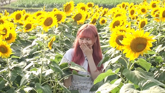 観光農園花ひろばのヒマワリ畑を巡る留学生＝ユーチューブから