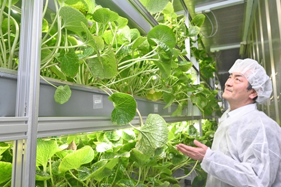コンテナ型の栽培設備で育てられているワサビの状態を観察する金沢工業大の教員＝野々市市で