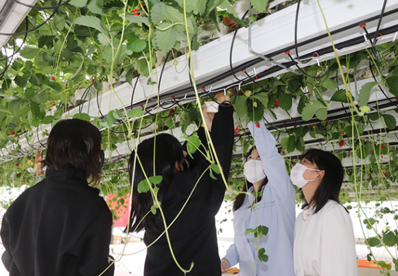朝日大の学生と一緒にイチゴ狩りを楽しむわかあゆ学園の子どもら（左側の２人）＝関市倉知のやまへい農場で