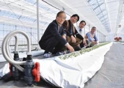 苗が載った栽培ベッドと（左から）大嶋会長、堀場事務局長＝犬山市で