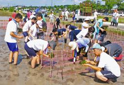 田植えをする人たち＝尾張旭市城前町城前で