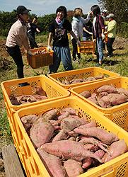 焼酎づくりのために掘り出されたサツマイモ＝西尾市の佐久島で