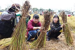 説明を聞きながら、収穫した稲を束ねる学生たち＝春日井市の名城大付属農場で