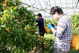 ミカンの収穫を手伝う学生たち=美浜町浦戸で